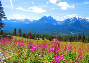 fireweed growing in alpine meadows at Lake Louise Resort in summer