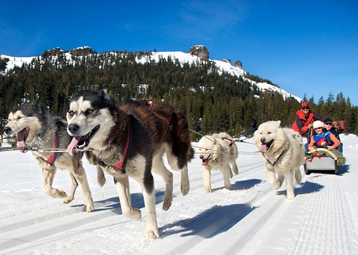 family dog sledding