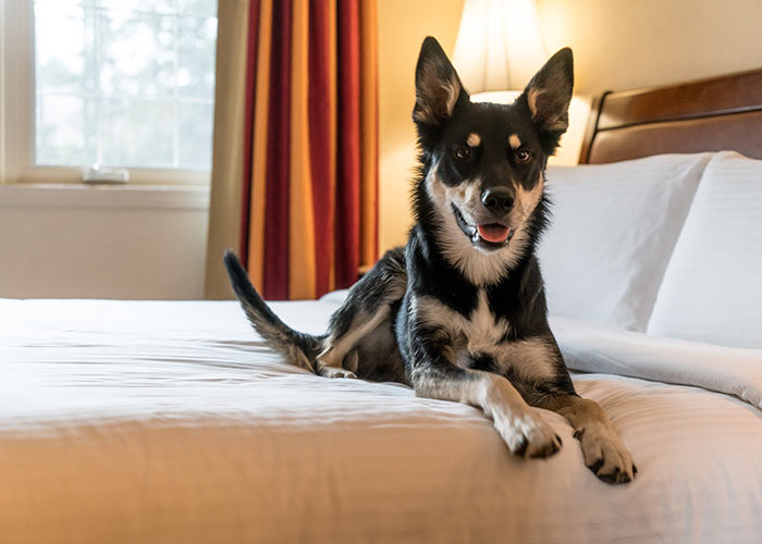 pet friendly in Lake Louise, cute dog in room
