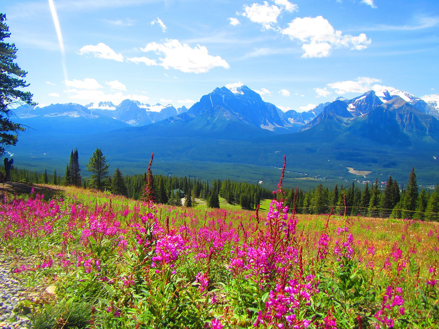 Fireweed in alpine meadow in the rocky mountains