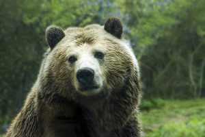 Big brown bear sitting in the wilderness looking forelorn