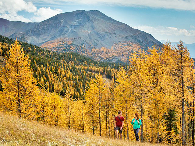 Hikers walking on larch tree covered hill on an autumn day in Lake Louise