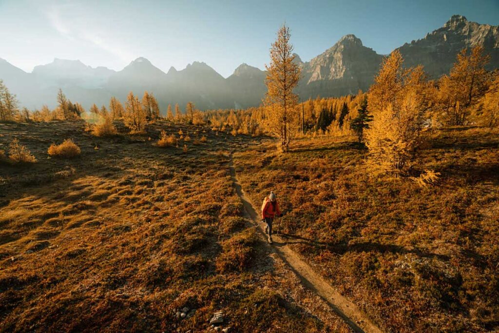 Hiker walking along a trail through vibrant golden larch forests during autumn in Lake Louise, Alberta, with rugged Rocky Mountain peaks rising above Banff National Park.